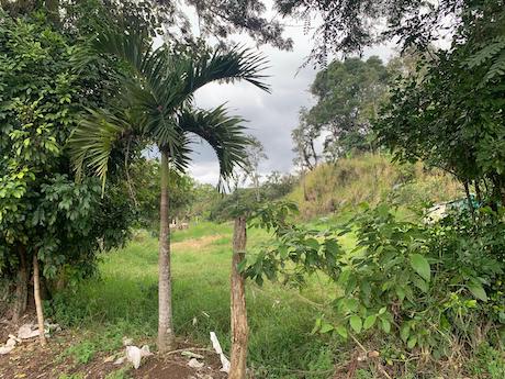 TERRENO en VENTA en PACHO NUEVO, Xalapa
